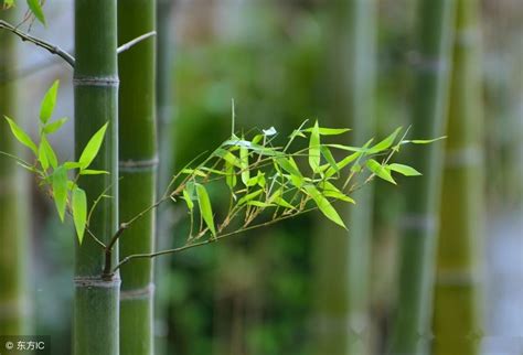 竹子 種植|竹子种植方法及注意事项